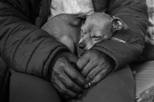 Discover the Life-Changing Benefits of the Pet-Human Bond